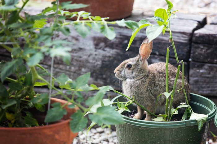 Rabbit In a vegetable garden Pot eating plants