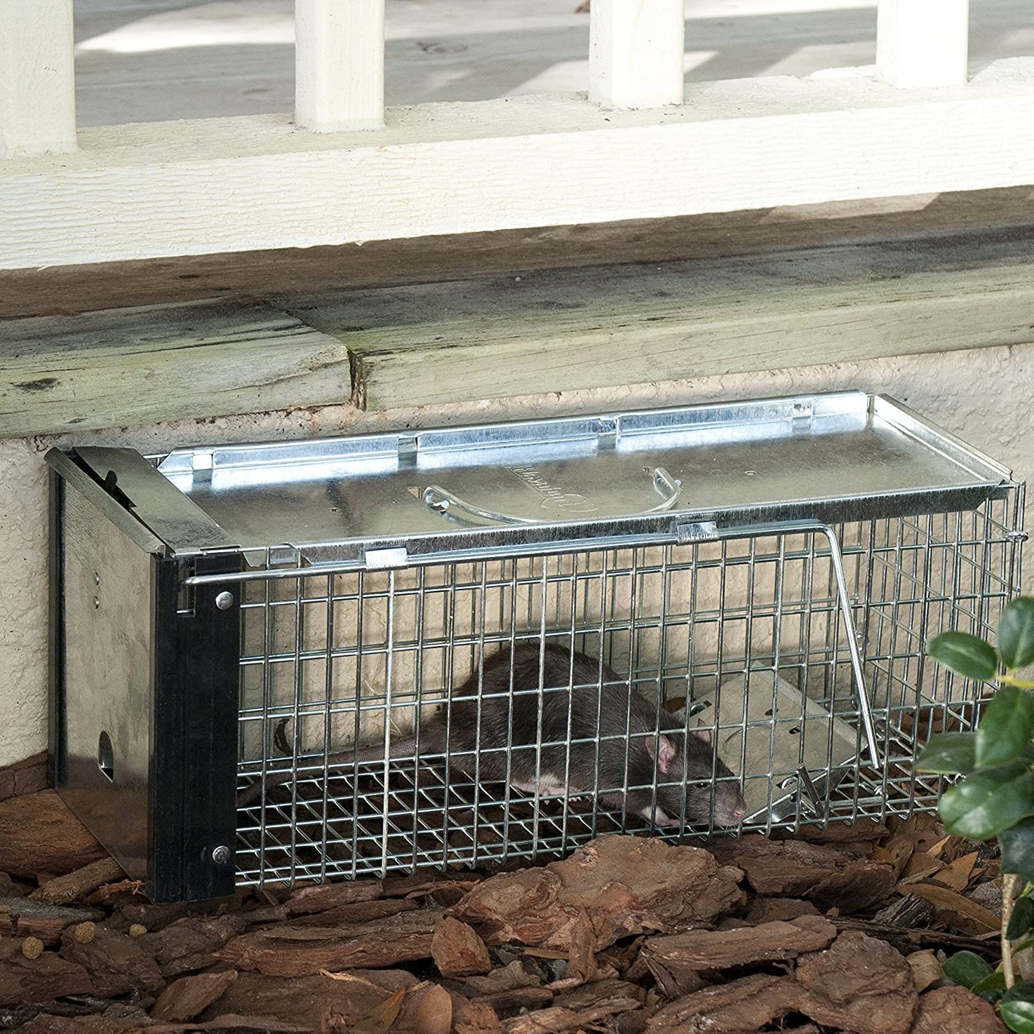 Top 11 Best Rat Traps for Homeowners - Budget Brothers Termite
