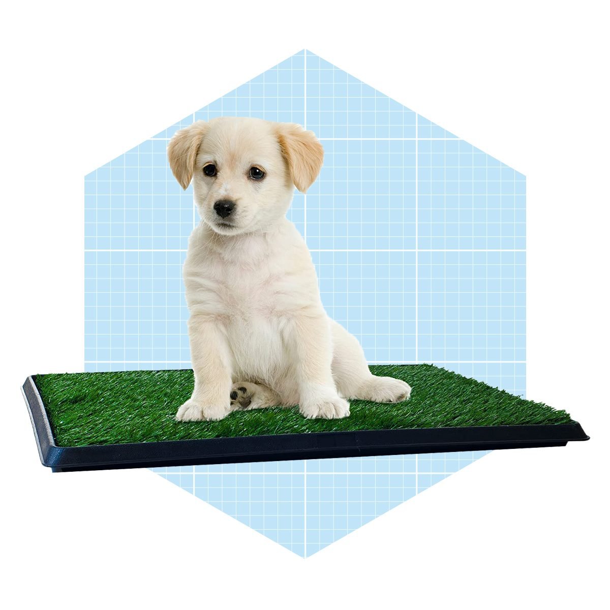 Artificial Grass Puppy Pad For Dogs And Small Pets Ecomm Amazon.com