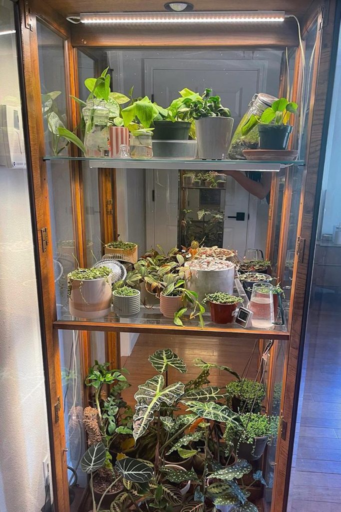 Curio Cabinet Mini Greenhouse Courtesy @goldengateroots Via Instagram