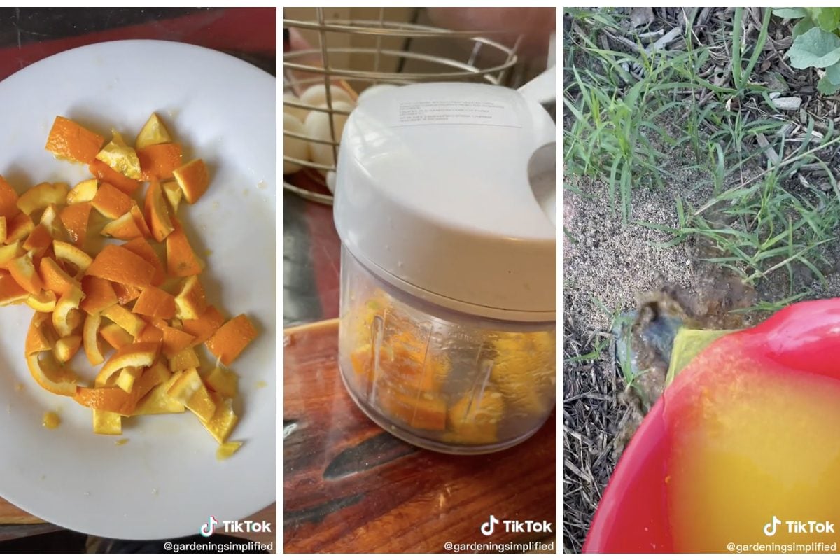 Does This Tiktok Hack With Orange Peels Get Rid Of Ants? Courtesy @gardeningsimplified Via Tiktok3