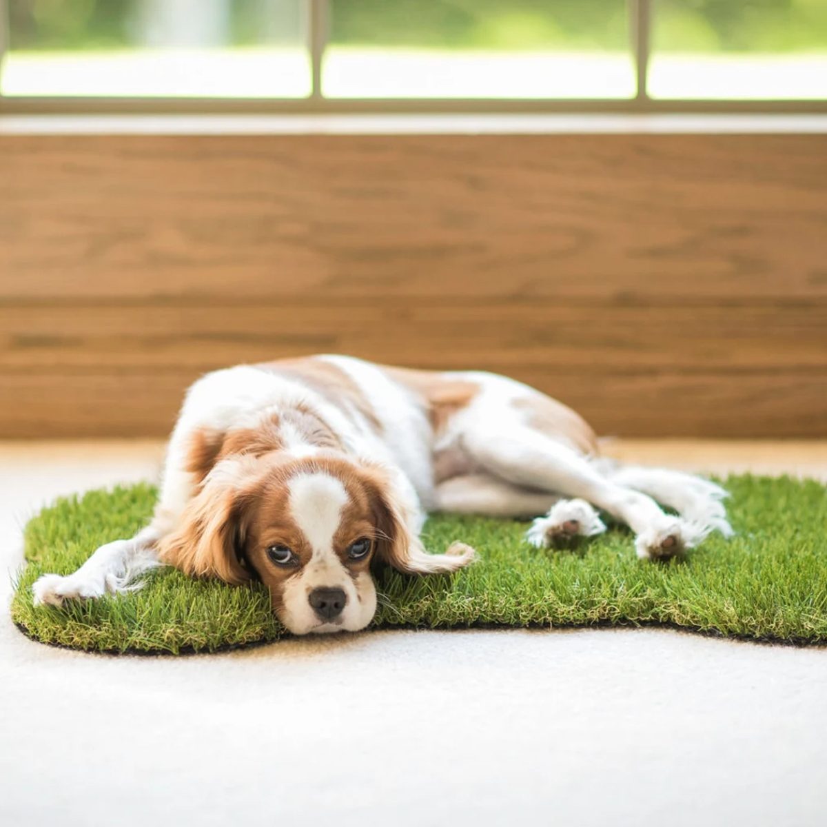 Dog Bone Synthetic Grass Doormat Ecomm Etsy.com