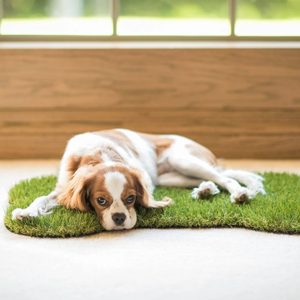 6 Best Artificial Turf Grass Pads for Dogs