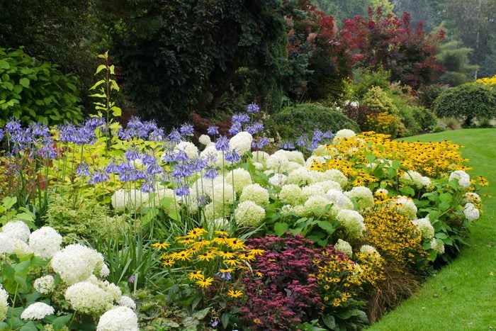 colorful perennial garden filled with a mix of flowering plants and greenery