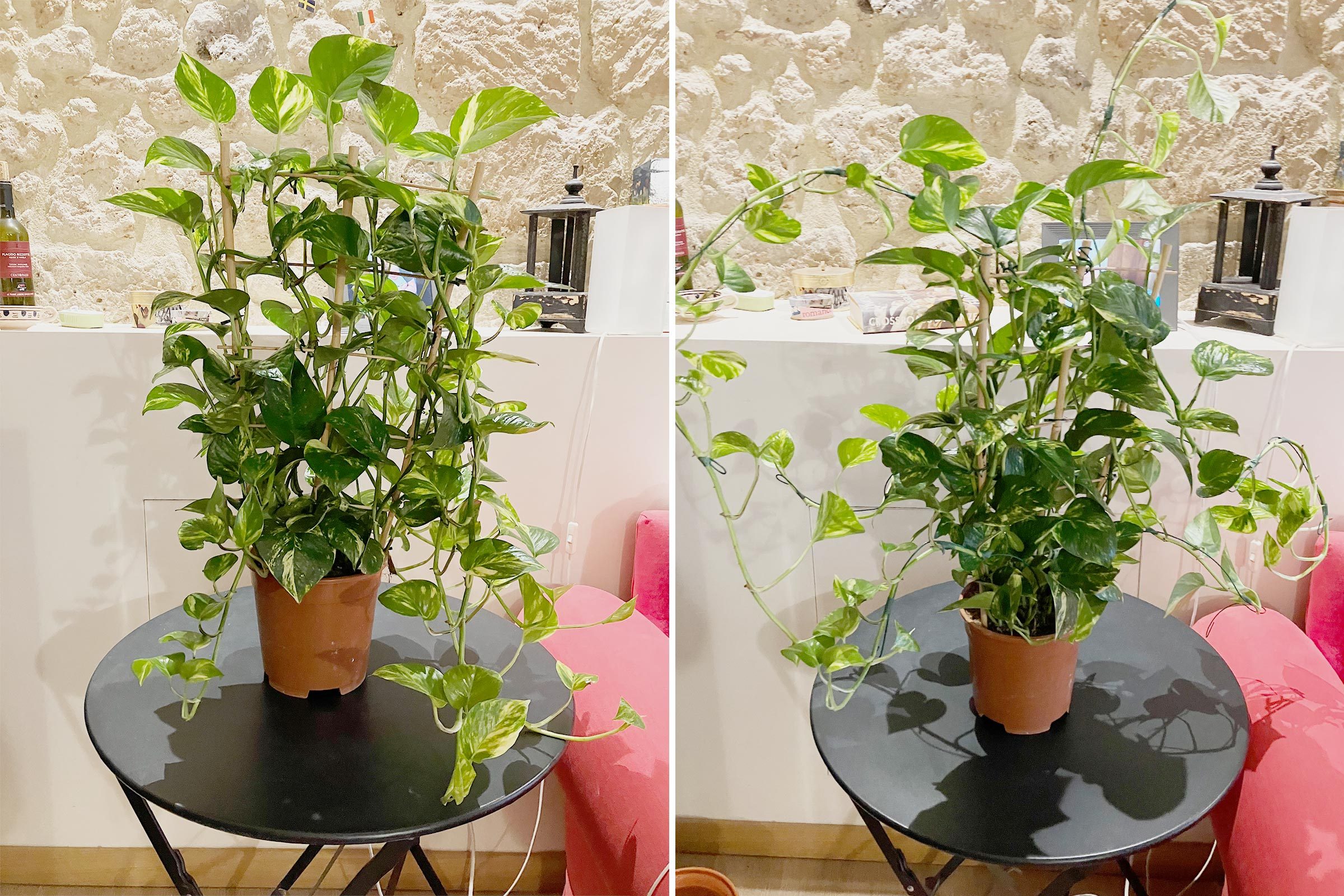 side by side of a before and after of a potted pothos plant