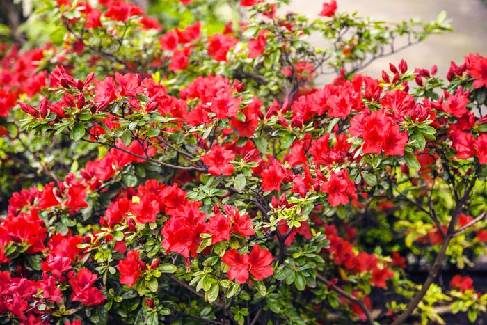 red azalea flowers