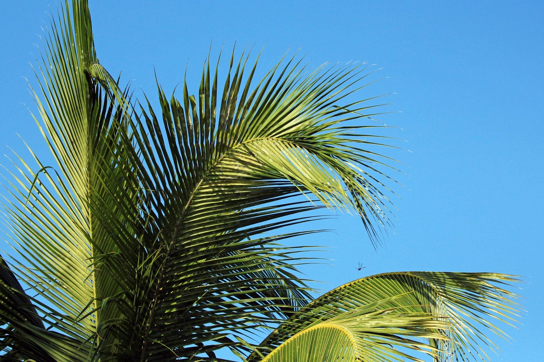 What Are Palm Fronds?