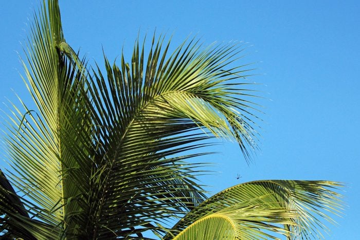 Coconut palm fronds against blue sky