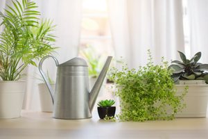 Everything You Need To Know About Watering Houseplants