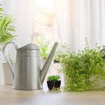 Everything You Need To Know About Watering Houseplants