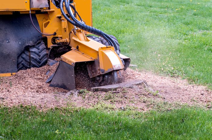 A Stump Grinder Machine, Grinding Up A Tree Stump Into Saw Dust And Mulch