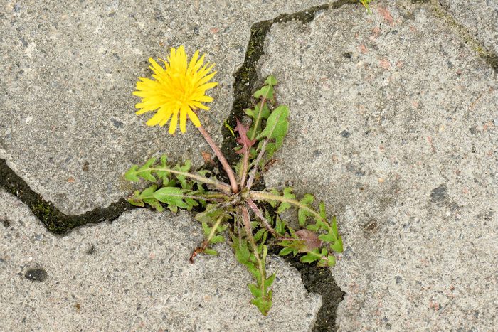 yellow dandelion flower weed in patio crack