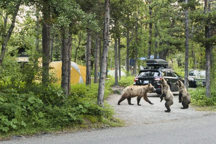 Grizzly bear family checking out campground