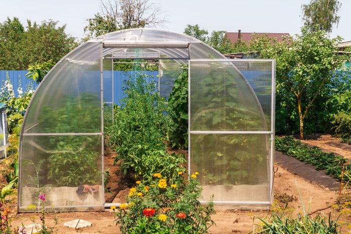 The small greenhouse with growing tomatoes and cucumbers in the garden with green vegetation a sunny summer day.
