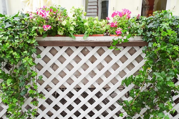 white wooden trellis fence with ivy and flowers