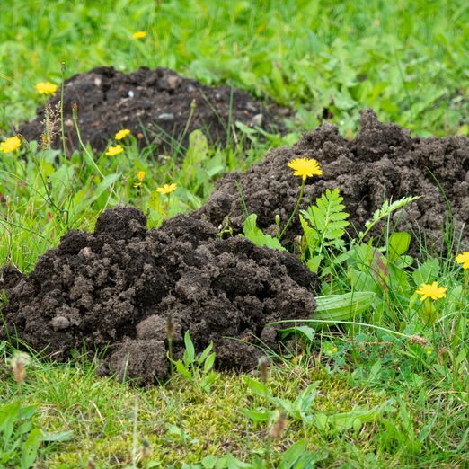 Signs You Have Moles in Your Yard