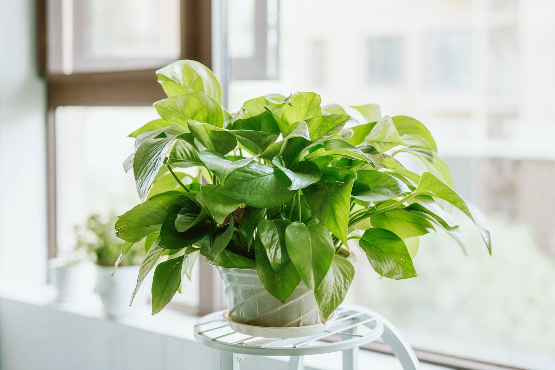 Growing and Caring for a Pothos Plant | The Faмily Handyмan