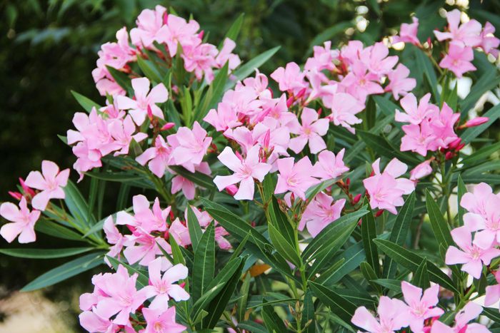 Pink olenader flowers