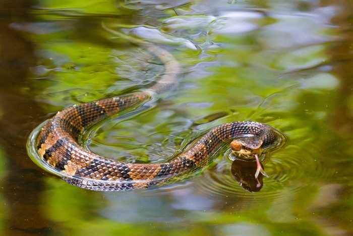 Cottonmouth snake swimming
