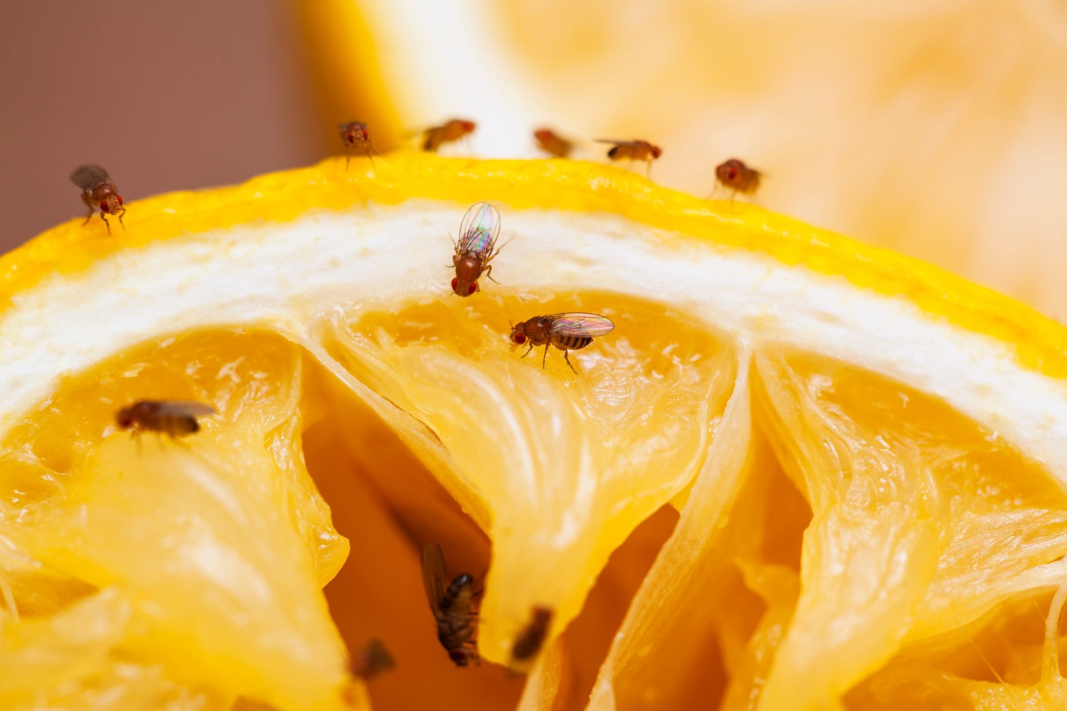 Can This DIY TikTok Hack Solve Your Fruit Fly Problem?