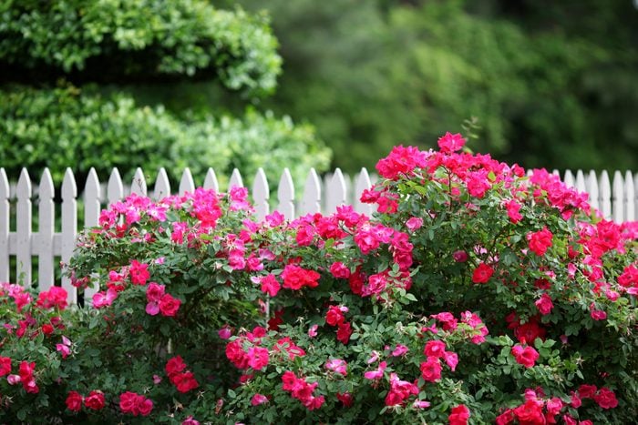 The beauty of a outdoor garden with white picket fence includeing knock out roses and lush foliage in the background