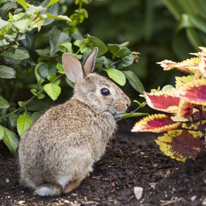 Bunny in the Garden