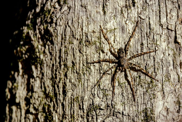 Ouachita National Forest Wolf Spider on a tree