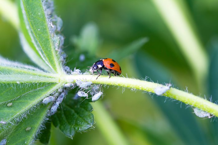 Ladybird eating aphids on a green plant