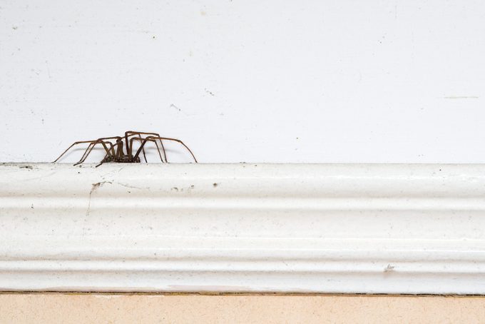 large sized Spider On the baseboard in a home