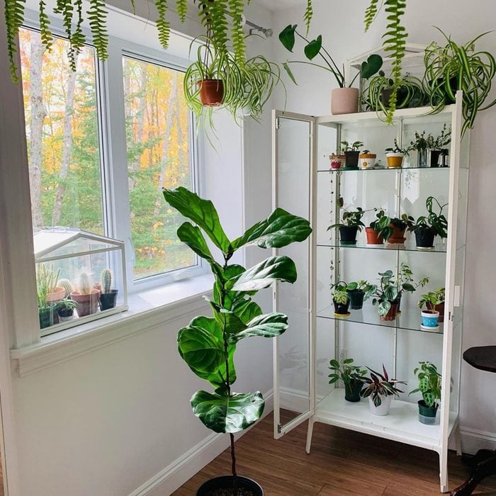 Ikea Hack Mini Greenhouse Courtesy @stephbplants Via Instagram