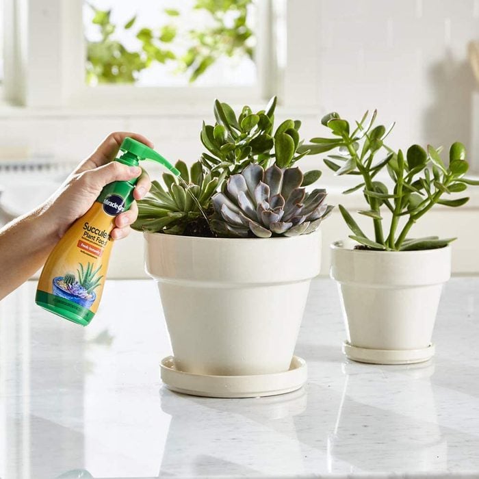 Miracle Gro Succulent Plant Food Ecomm Amazon.com