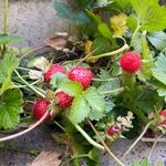 What’s the Difference Between Mock and Wild Strawberry Plants?