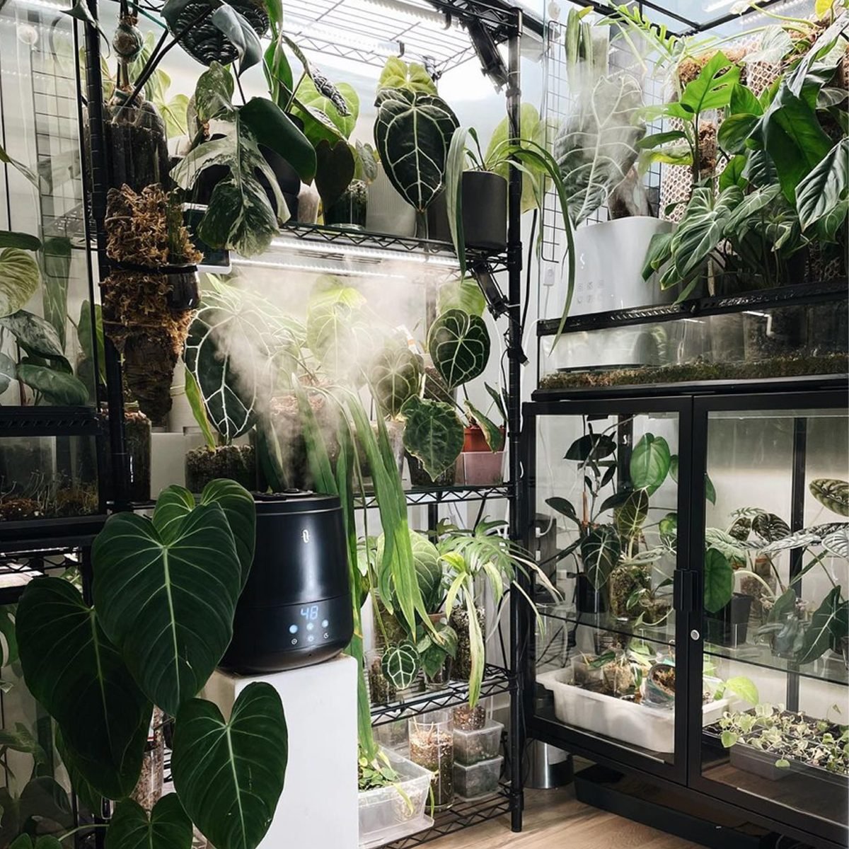 Plant Room Greenhouse Courtesy @unplantparenthood Via Instagram