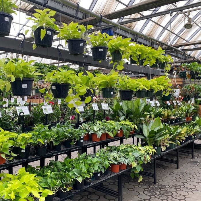 Stair Style Greenhouse Shelving Courtesy @greenlandgarden Via Instagram