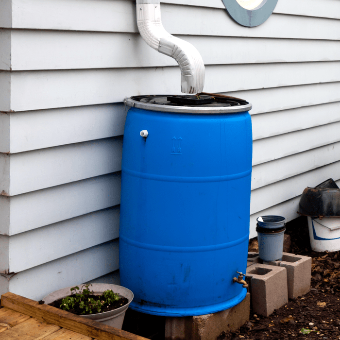 Rain Barrel at the bottom of a drain pipe against the exterior wall of a house
