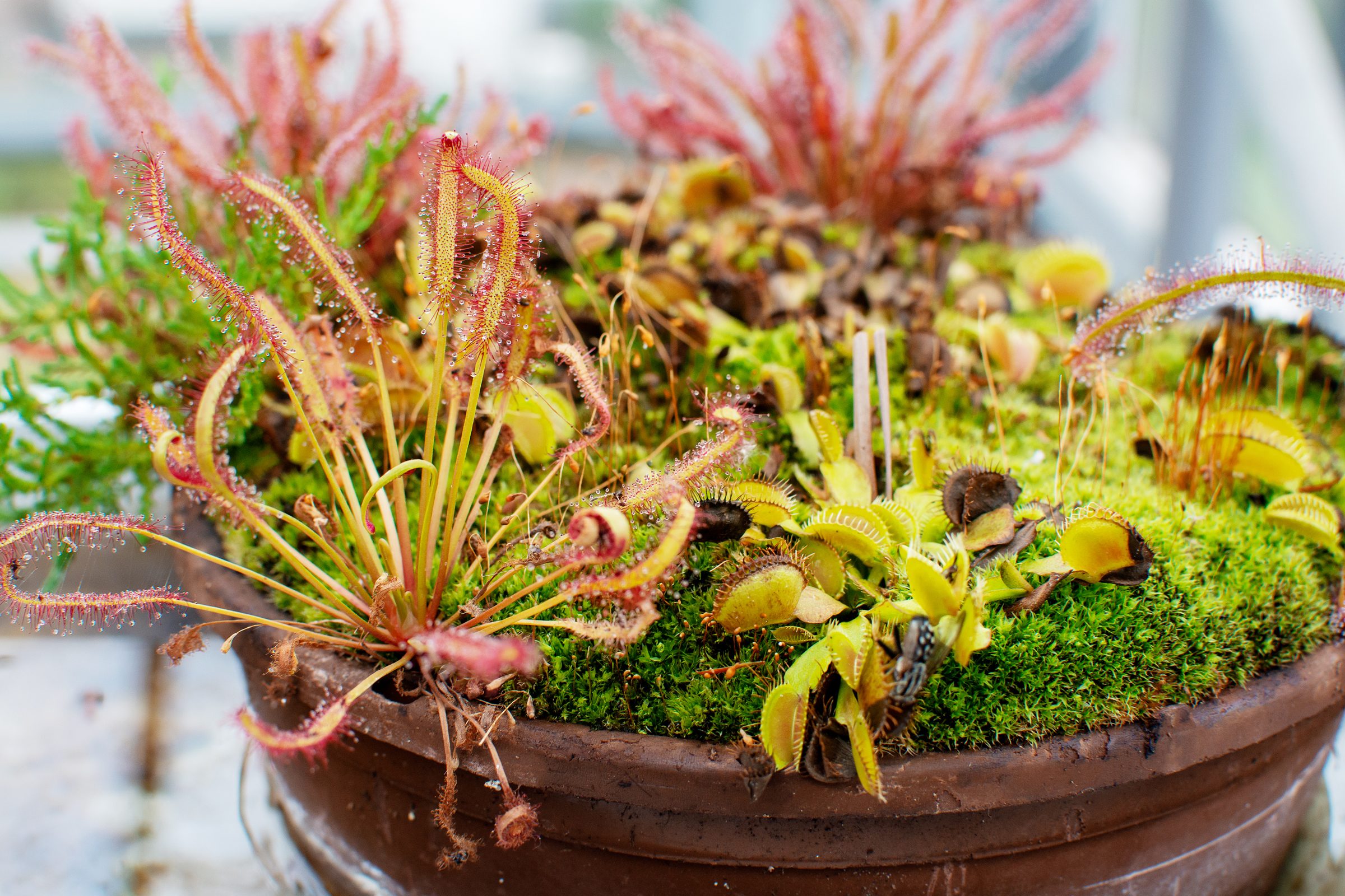different Carnivorous plants In a clay garden pot