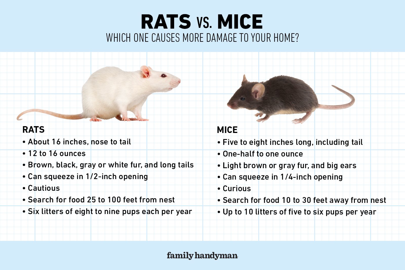 https://www.familyhandyman.com/wp-content/uploads/2022/09/FHM-Rats-vs.-Mice-Which-One-Causes-More-Damage-To-Your-Home-GettyImages2.jpg?fit=680%2C453