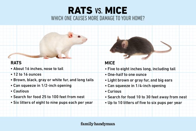 Fhm Rats Vs. Mice Which One Causes More Damage To Your Home? Gettyimages2