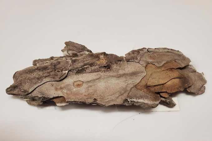 a piece of bark sample on a white background