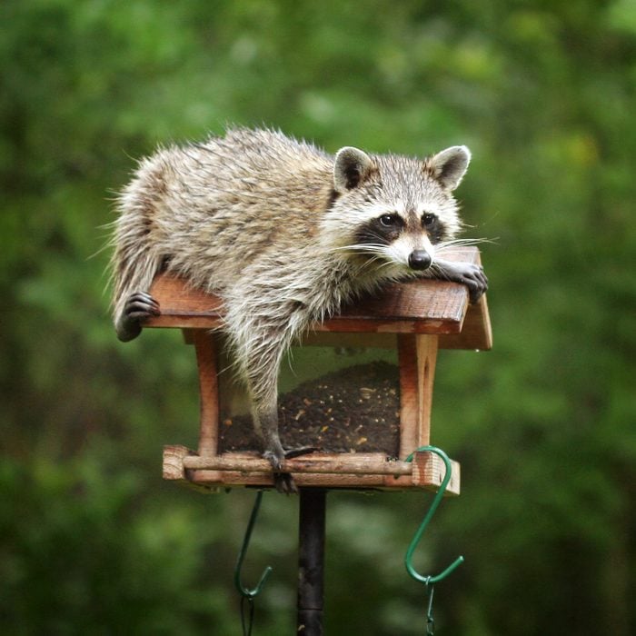 raccoon on top of a bird feeder in a backyard