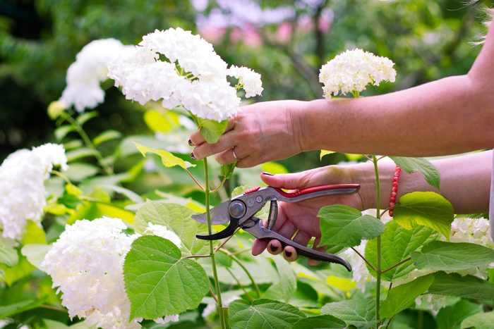 Woman cut a bouquet of flowers white hydrangeas with pruning scissors.