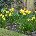 Tips for Planting Daffodil Bulbs