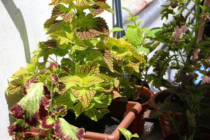Coleus plant placed under sunlight in house backyard