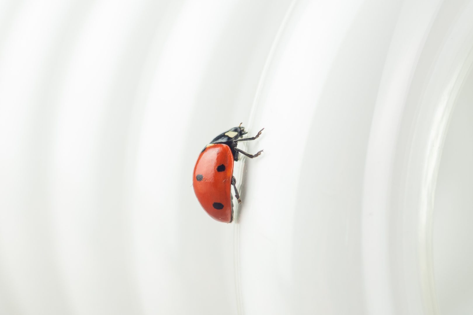 Ladybug in the spirals of an energy efficient light bulb