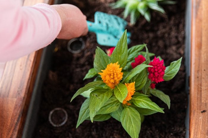 an anonymous person holds a turquoise shovel and plants Celosia argentea, close-up