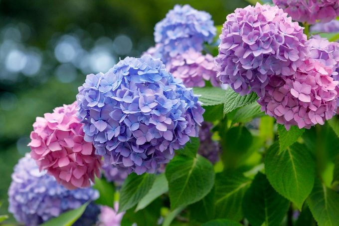 The change in the color of the hydrangea.