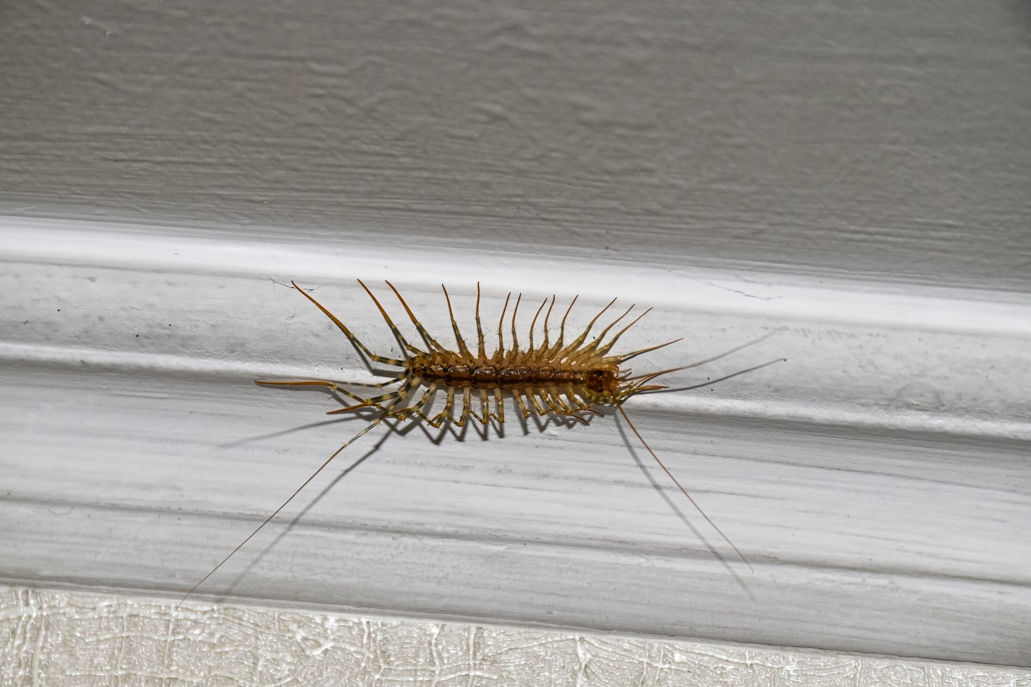 Things To Do When Pests Infest Your Home
