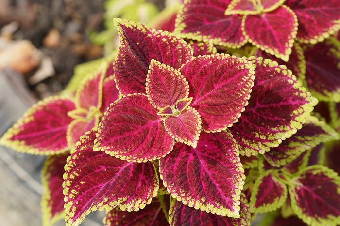 Coleus or Painted Nettle leaves.