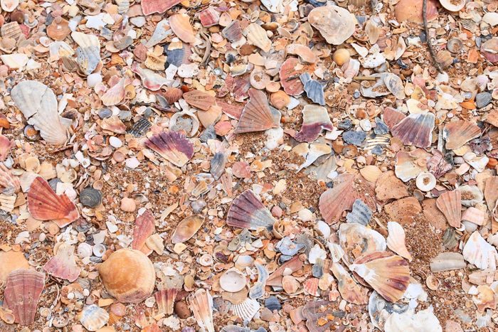 broken seashells in the sand