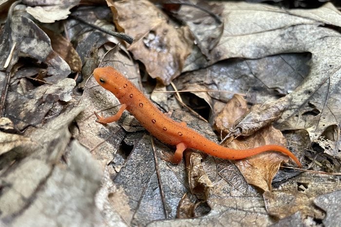 orange Salamander in the leaves